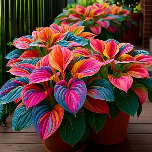 HostaBloom | Exotic Garden Seeds