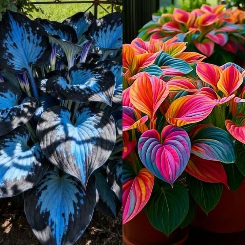 HostaBloom | Exotic Garden Seeds