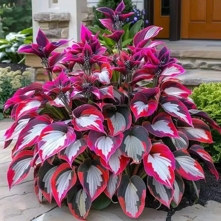 HostaBloom | Exotic Garden Seeds